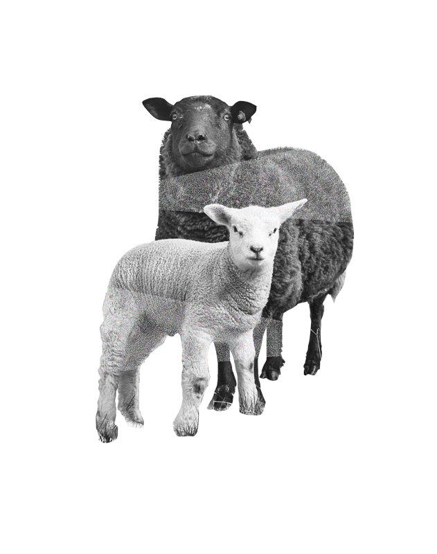 Gray Sheep 그래픽아트 이미지